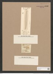 Pleurosigma bistriatum Schum (de-Toni-Nr.: Genus 13, Species 1103) Zeichnungen Sammlung Grunow Nr. 2138 (NHMW-BOT-W0369178)